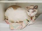 Adopt SOPHIE a Domestic Short Hair