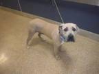 Adopt DIAMOND a Mastiff, Mixed Breed