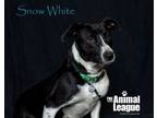 Adopt Snow White a Labrador Retriever, Border Collie