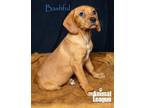 Adopt Bashful a Labrador Retriever