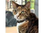 Adopt CARMELLA a Domestic Short Hair