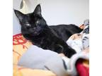 Adopt Wendy a Domestic Short Hair