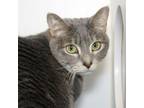 Adopt Josie a Domestic Short Hair