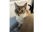 Adopt ROWENA a Domestic Short Hair