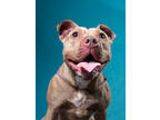 Adopt Suyin a Pit Bull Terrier, Mixed Breed