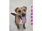 Adopt Teagan a Labrador Retriever, Mixed Breed