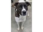 Adopt Marlo a Pit Bull Terrier