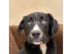 Adopt Evie a Labrador Retriever, Border Collie