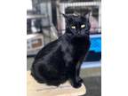 Adopt Lola a Domestic Short Hair