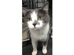 Adopt Regina a Domestic Short Hair