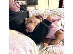 Adopt Capri a Pit Bull Terrier