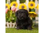 Mutt Puppy for sale in Lake Mills, IA, USA