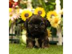 Shih Tzu Puppy for sale in Lake Mills, IA, USA