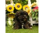 Shih-Poo Puppy for sale in Lake Mills, IA, USA