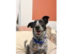 Adopt Spot a Cattle Dog, Mixed Breed