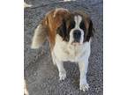 Adopt Hazel a Saint Bernard