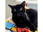 Adopt Josie a Domestic Short Hair