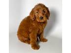 Mohagany Goldendoodle Female#2