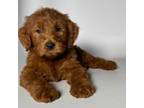 Mohagany Goldendoodle Male #1