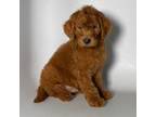 DEEP RED Goldendoodle Male #3