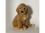 APRICOT Goldendoodle Male #6