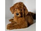 DARK RED Goldendoodle Male #2