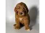 RED Goldendoodle Puppy Male #4