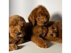 Goldendoodle Puppy for sale in Brea, CA, USA