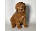 RED Goldendoodle Male #5