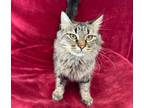 Adopt Lynn a Domestic Long Hair