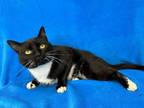 Adopt Maleficent a Domestic Short Hair