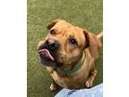 Adopt Scooby a Pit Bull Terrier, Mixed Breed