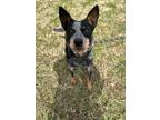 Adopt Marisol a Australian Cattle Dog / Blue Heeler