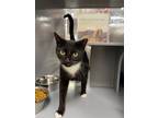 Adopt Miss Kitty a Domestic Short Hair