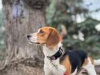 Adopt London - adoption pending a Beagle