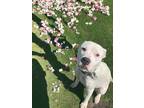 Adopt Dani a Pit Bull Terrier, American Staffordshire Terrier