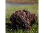 Adopt Baby a Plott Hound, Mountain Cur