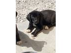 Adopt Daisy Mae a Labrador Retriever, Beagle