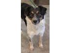 Adopt Greta a Mixed Breed