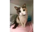 Adopt Kazoo a Domestic Short Hair