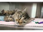 Adopt Songbird a Domestic Short Hair