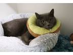 Adopt Hawaii a Domestic Short Hair