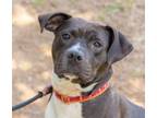 Adopt Sally a Pit Bull Terrier, Labrador Retriever