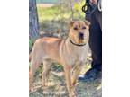 Adopt Lexi a Labrador Retriever, Mixed Breed