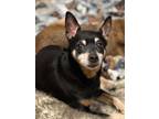 Adopt Madison a Rat Terrier, Mixed Breed