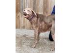 Adopt Ziggy-F (Foster) a Chocolate Labrador Retriever