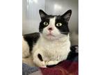 Adopt Honey a Domestic Short Hair