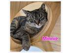 Adopt Minnie a Domestic Short Hair