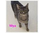 Adopt Mya a Domestic Short Hair