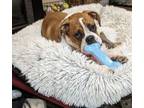 Adopt Pearle *Special Needs* a Boxer